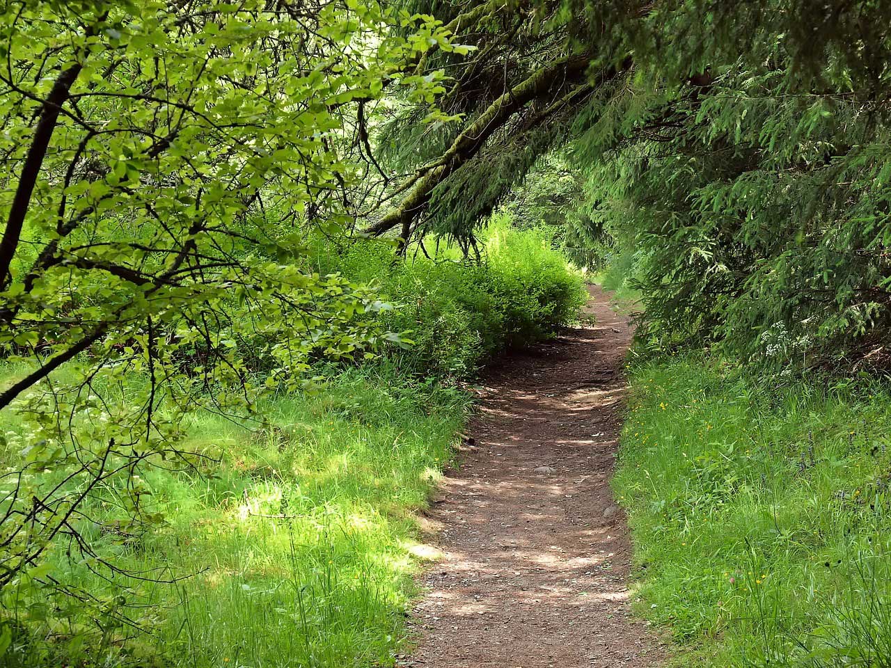 Wanderweg Harz - Hexenstieg