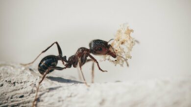 Ameisen im Zelt - Was kann man dagegen tun?