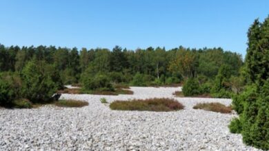 Die Feuersteinfelder der Insel Rügen