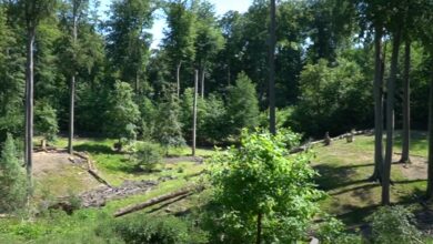 Wanderwege im Grafenberger Wald