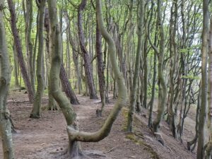 Wanderung im Märchenwald auf der Insel Rügen