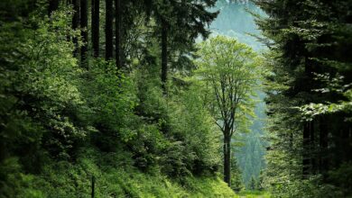 Fernwanderweg Mittelweg – Etappen, schönste Abschnitte und Sehenswürdigkeiten