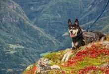 Tipps für Wandern mit Hund