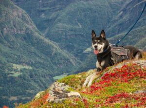 Wandern mit Hund – Vorbereitung und Ausstattung