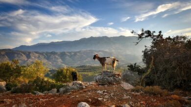 Die 7 besten Wanderrouten auf Kreta laden dazu ein, diese beeindruckende Insel auf eine ganz besondere Art und Weise zu entdecken.