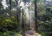 Nationalpark Bayrischer Wald