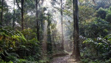 Nationalpark Bayrischer Wald